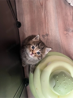 zuckersüße Blh   Bkh Kitten Bild 8