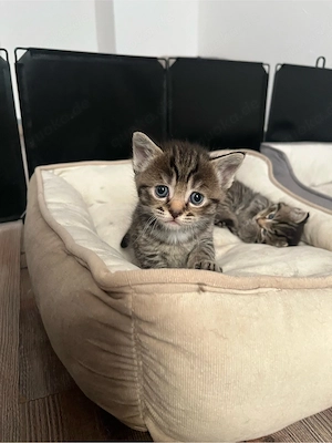 zuckersüße Blh   Bkh Kitten Bild 9