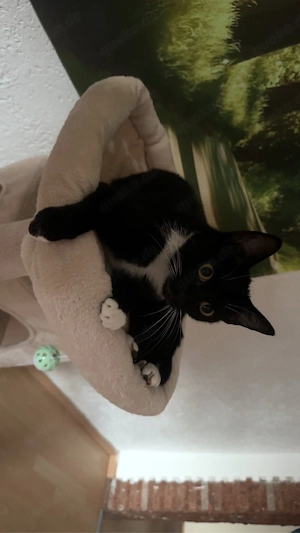 Ich suche ein liebevolles Zuhause für meine Katze Peaches 