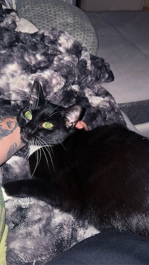 Liebevolle Katze  Patches  sucht ein neues Zuhause   
