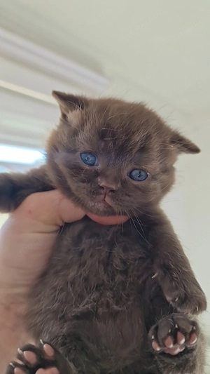 BKH lilac , lilac fawn ,Cinnamon, cinnamon fawn  kitten