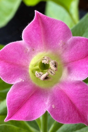 1x150 Burley Pflanzensamen