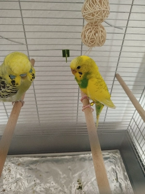 ein paar Wellensittiche 