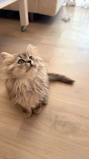 Wunderschöne Katzen (männlich & weiblich) suchen ein liebevolles Zuhause   