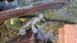 Mississippi Höckerschildkröte abzugeben