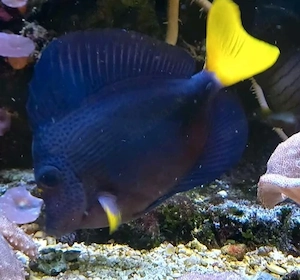 Rotmeer Doktorfisch,  Meerwasser 