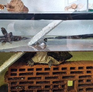 Klappbrustpromedusen Schildkröte abzugeben
