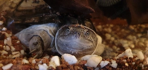 Klappbrustpromedusen Schildkröte abzugeben