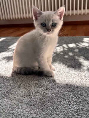 Reinrassige BKH Kitten