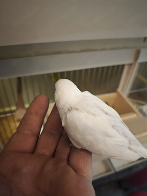 Wellensittich Jungtiere 