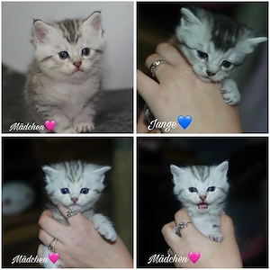 wunderschöne BKH Kitten suchen neues Zuhause 