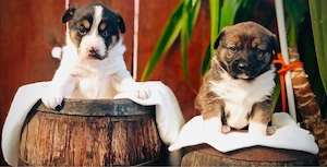 Wunderschöne Mischlingswelpen 