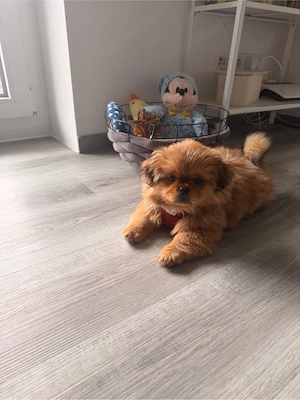 Zickersüße kleine Hündin sucht ein zuhause