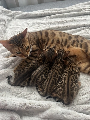 Exklusive Bengal Kitten mit traumhaftem Rosettenmuster   Abgabe ab Ende Juni