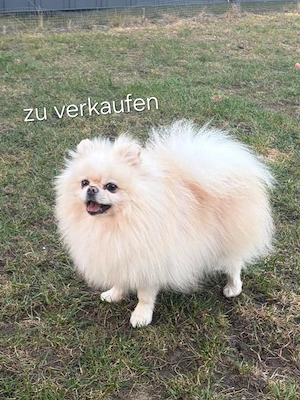 Pomeranian Zwergspitz 