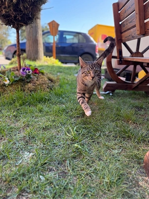 Bela -  europäisch Kurzhaar