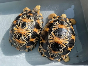 Strahlenschildkröten zu verkaufen