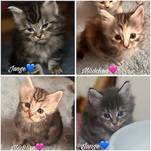 zuckersüsse Maine Coon Kitten suchen neues Zuhause