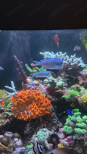 2x Chromis (Riffbarsche) Meerwasser fische abzugeben   gesund & aktiv 