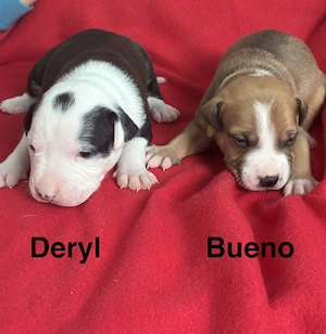 Wir suchen noch ein neues Zuhause amerikanische bulldoggen