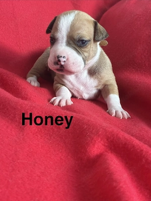   American Bulldog Welpen suchen noch  