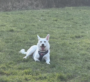 liebe Hündin 1,5 Jahre sucht ein neues Zuhause