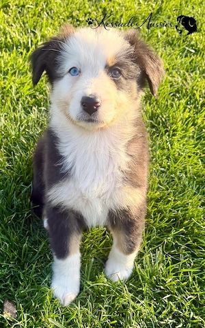 Australian Shepherd Welpen    nur noch 2 frei   sofort auszugsbereit