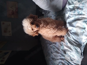 Wurfankündigung Zwerg Toypudel 