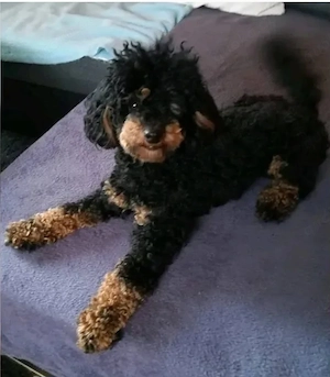 Toypudel Welpen suchen Familie  Bild 3