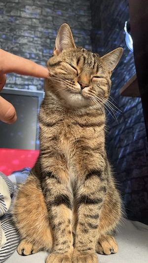 Verkaufe Eine Europäisch Kurzhaar Katze