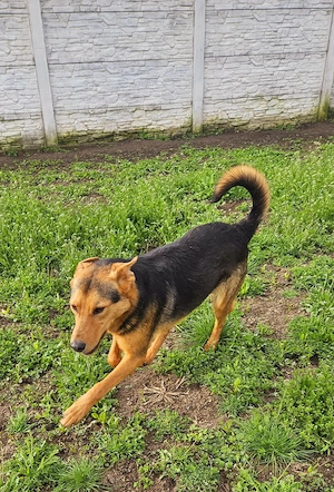 Pumba   sensibler Junghund sucht sein Zuhause