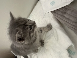 4 Süsse BKH Kitten suchen ein liebevolles neues Zuhause 