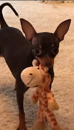 8 Jahre alte Russkiy Toy-Hündin sucht Zuhause auf Lebenszeit