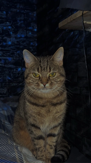Verkaufe Eine Europäisch Kurzhaar Katze