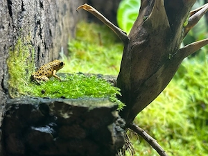 0.0.2 Erdbeerfröschen Oophaga pumilio Bastimentos Red Frog Beach Nachzucht