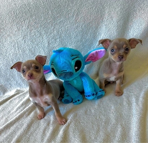 Chihuahua suchen ihr zuhause!