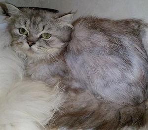 BLH Kitten, 7 Monate alt