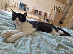 2 Katzen zu verkaufen 