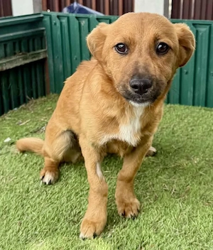 Mini Mäuschen Lea sucht ihr Glück