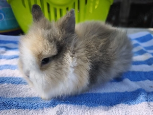 Sehr süße Zwerghasen Babys, Löwenkopf, Hasen