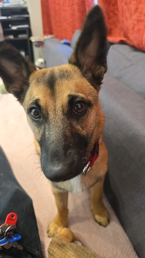 Haustier sucht ein  Zuhause