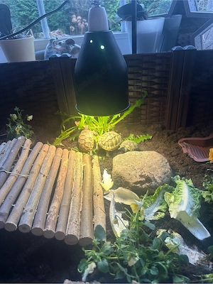 maurische Landschildkröte NZ 2024 abzugeben zwei Stück