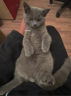 Verkaufe Eine Britische Kurzhaar Katze