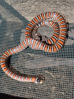 1,1 Lampropeltis knoblochi