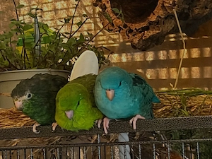 katharinasittiche in beste Hände   