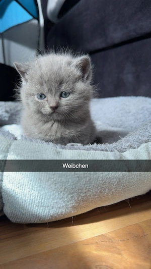 BKH Kitten Blue zu verkaufen 