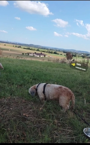 Männlich shih Tzu zu verkaufen 