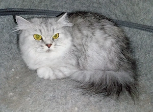 BLH Katze, Silver Shaded 