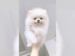 Zuckersüßen Pomeranian Zwergspitz Welpen!