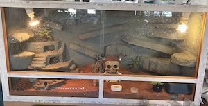 Leopardgeckos mit Terrarium